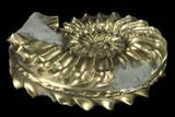 Pyritized (Pleuroceras) Ammonite Fossil - Germany #131108-1